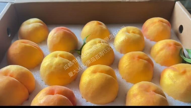 优质桃子品种介绍截图2