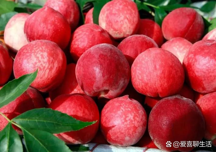 优质桃子品种介绍截图3