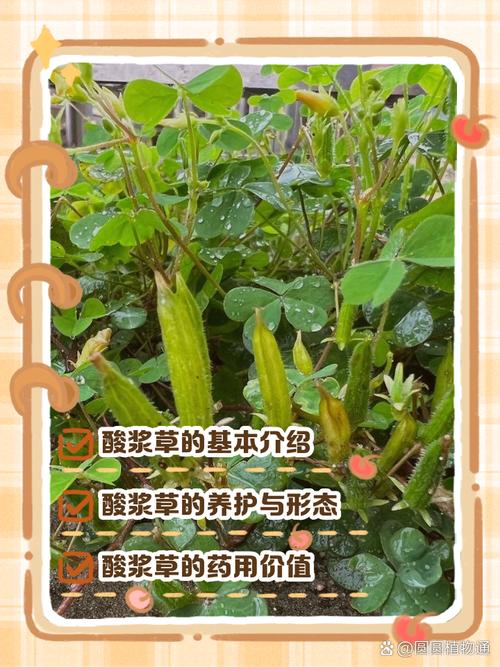 酸浆草的功效与主治