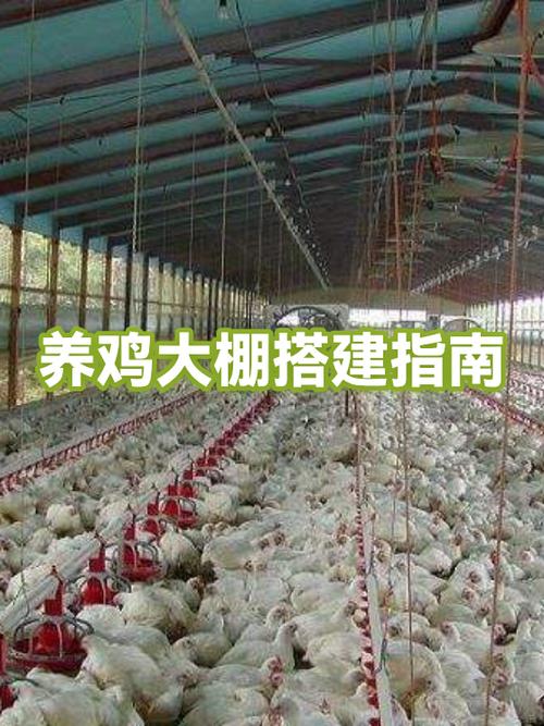 养鸡大棚搭建多少钱一平方
