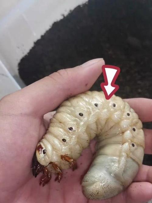 大长虫图片