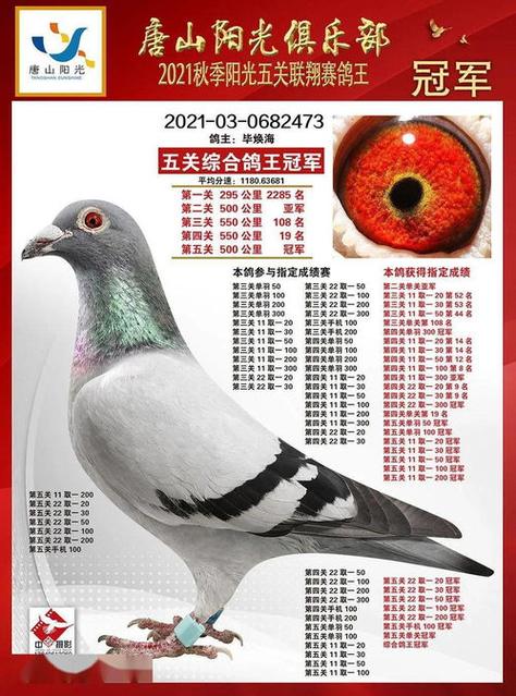 安捷赛事直播鸽网