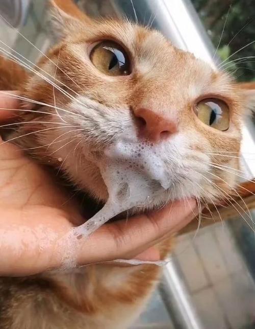 猫咪吐白沫是怎么回事