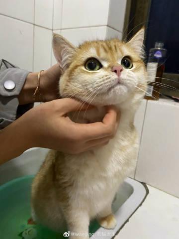 奶奶的贴心小猫MOO菜单