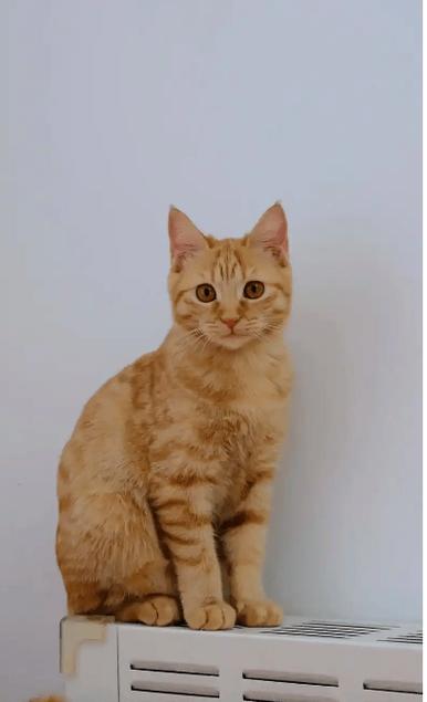 猫叫声驱赶老鼠循环播放