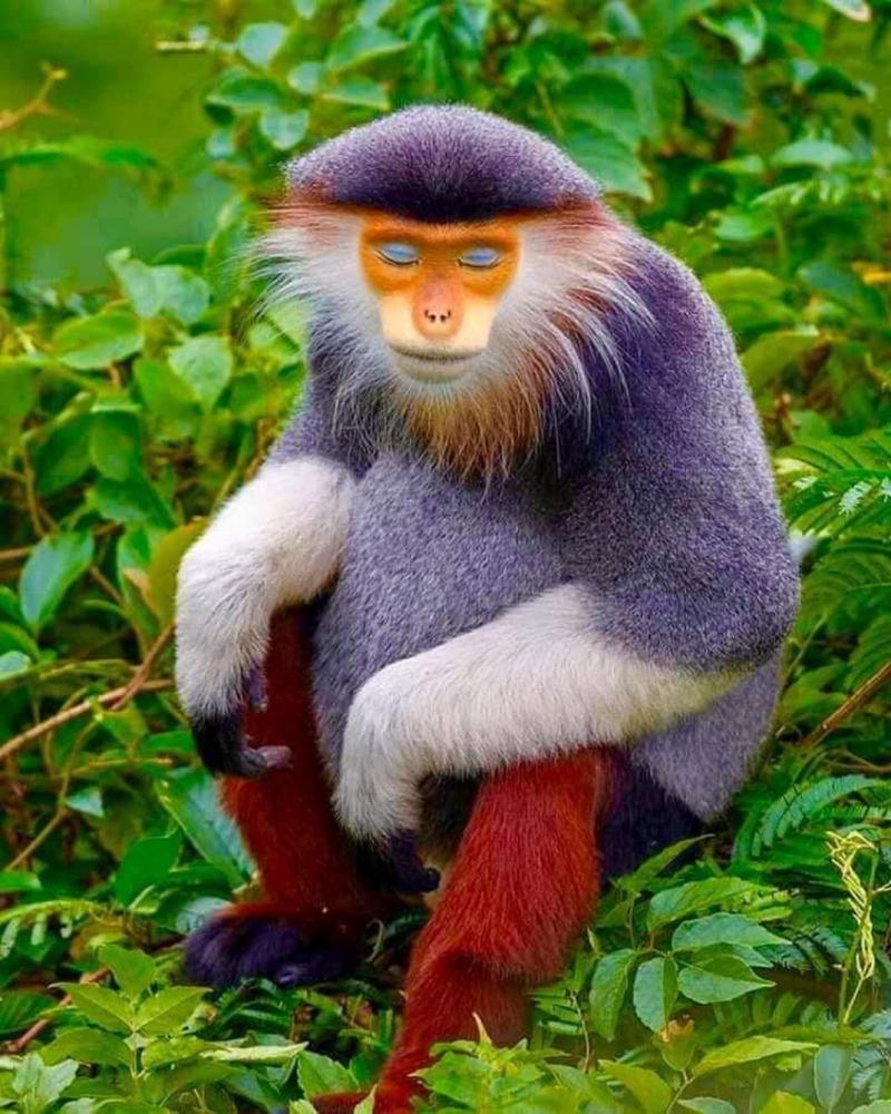 迷你世界怎么喂猴子