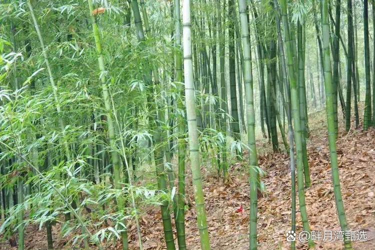 竹笋是哪个月份才出啊