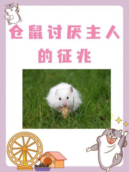 仓鼠死了会怨恨主人吗