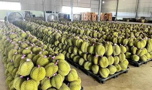 展辉水果批发市场榴莲价格