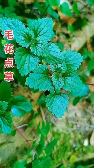 毛花点草主治功效作用
