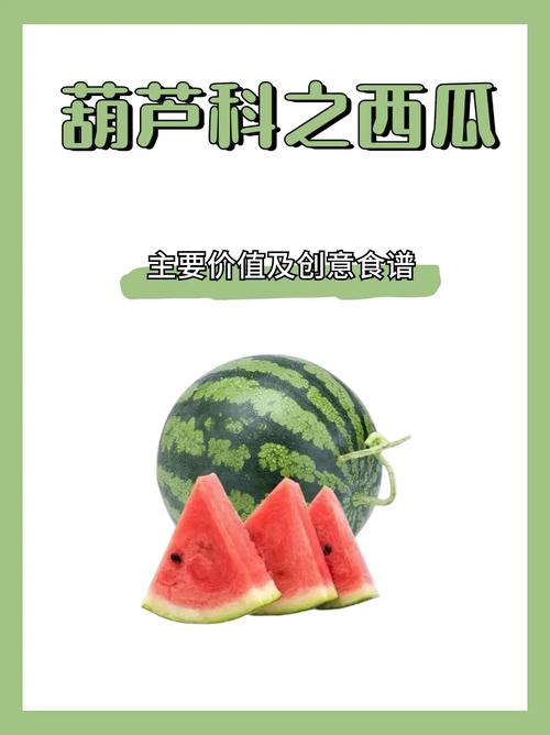 西瓜文化极速版截图2