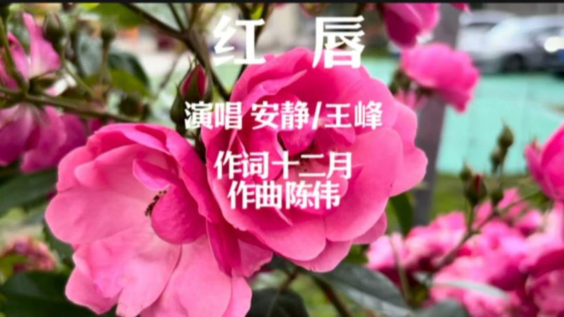 红唇歌曲演唱视频 红唇歌曲演唱视频