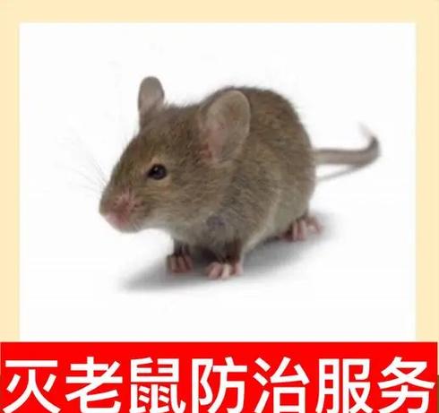 鼠标里面进去了蟑螂臭味可以水洗吗