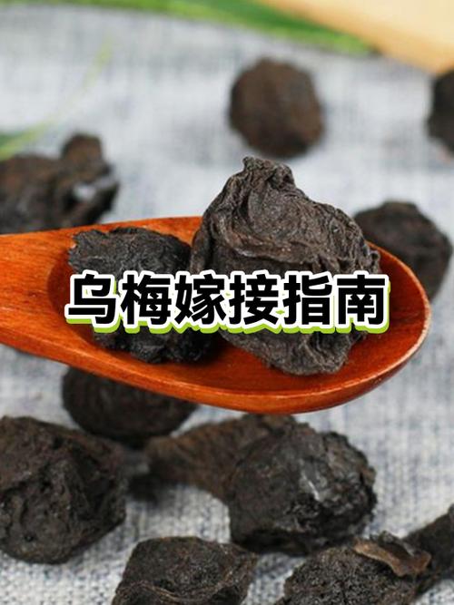 怎么样鉴别乌梅好坏