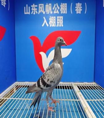 青岛文盛公棚春棚