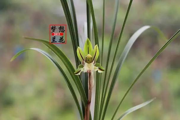60级猫耳花了10万正常吗