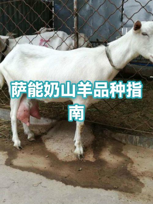 2026奶山羊一只多少?