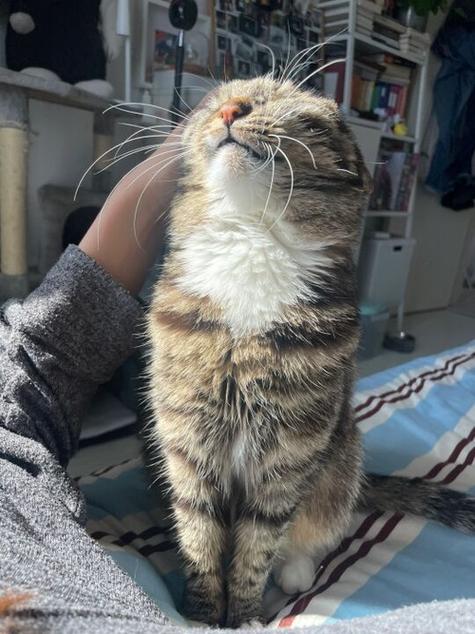 猫咪头顶骨头凸起