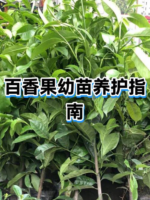 百香果怎么育苗