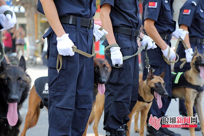 关于警犬巡逻的新闻稿