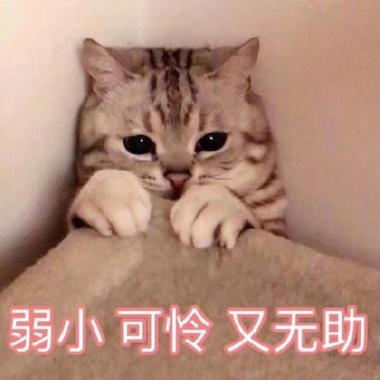 可怜的表情包截图3