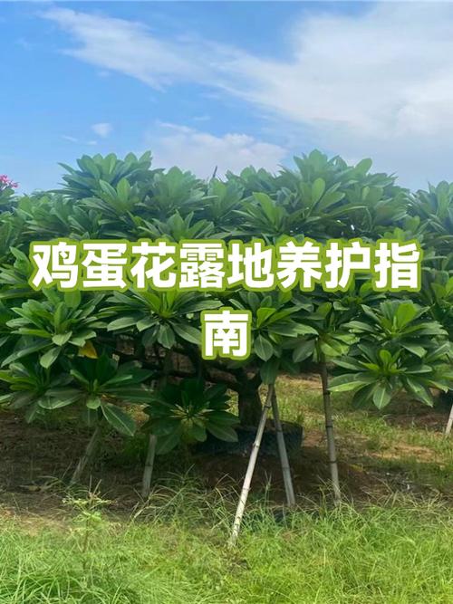 露地花卉