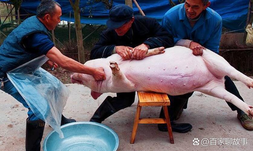 私人屠宰场一人宰猪视频 私人屠宰场一人宰猪视频