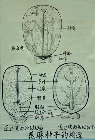 植物种子结构