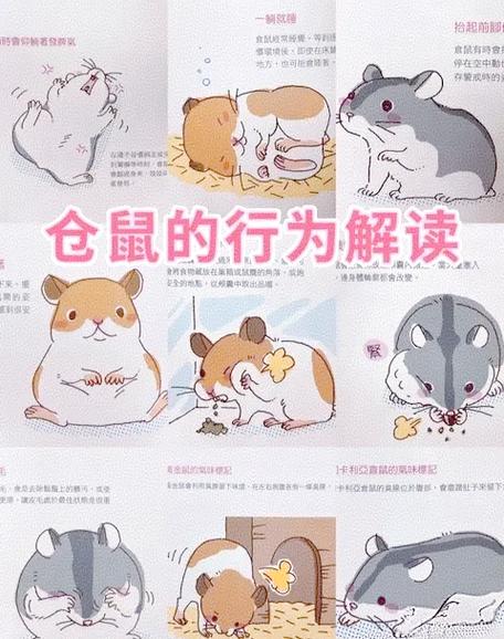 仓鼠几天不吃饭会饿死