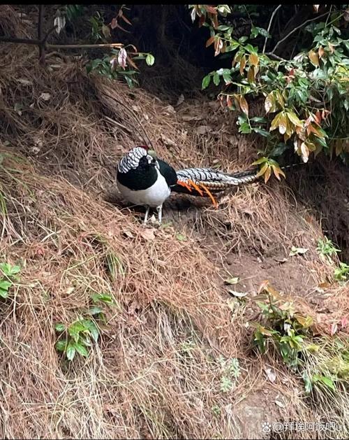 山中无鸟麻雀做王意思