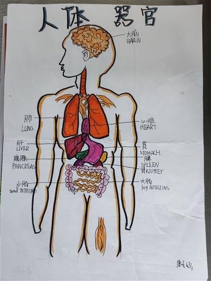 初二生物人体结构图片