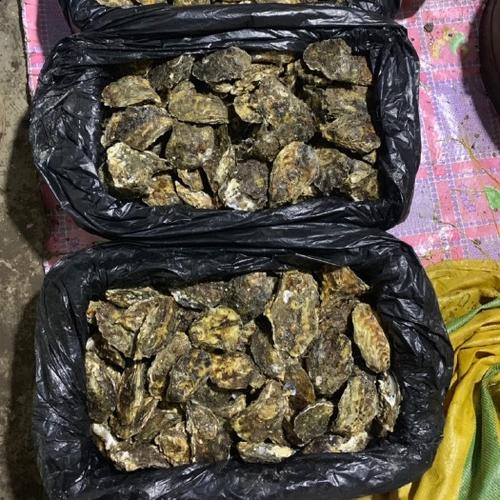 生蚝在哪里批发最便宜截图2
