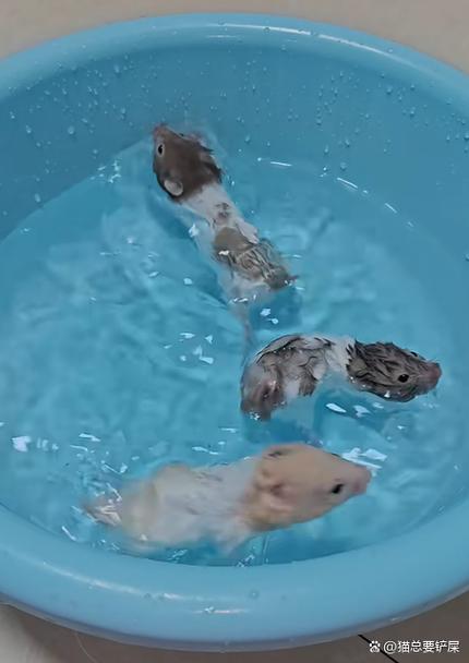 仓鼠可以用水洗澡吗