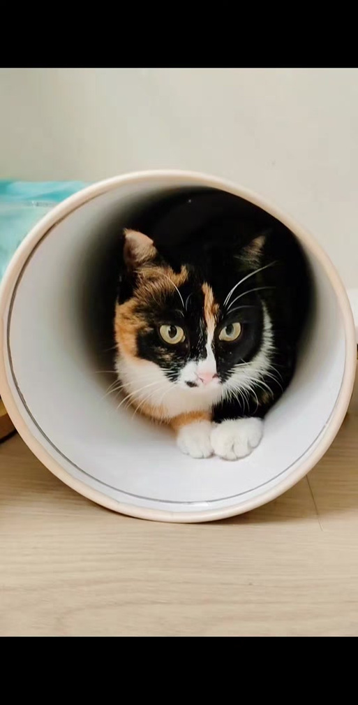 猫猫视频小猫猫视频