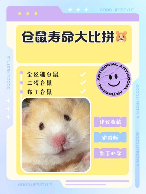 仓鼠可以活多少年