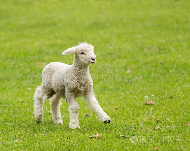 正版小羊