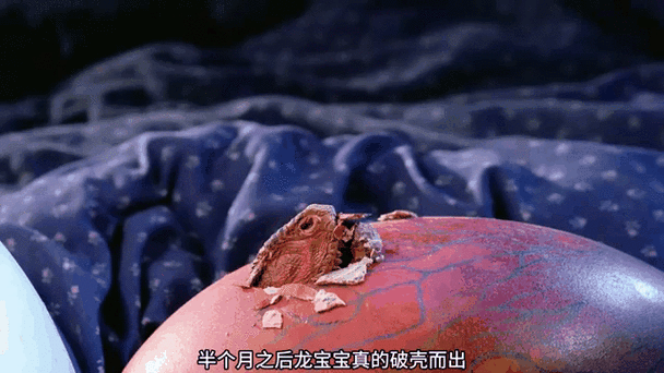 孵化龙蛋