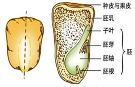 种子的内部结构包括什么