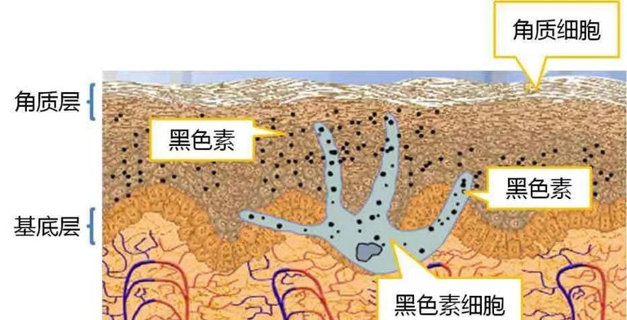 脸慢慢变黑是什么原因
