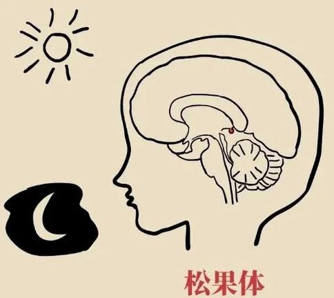 华为运动手表睡眠不监测了