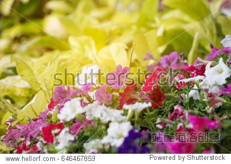 colorfulwidget免费版下载colorfulwidget会截图1