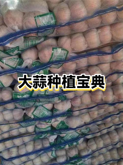 大蒜期货交易截图2