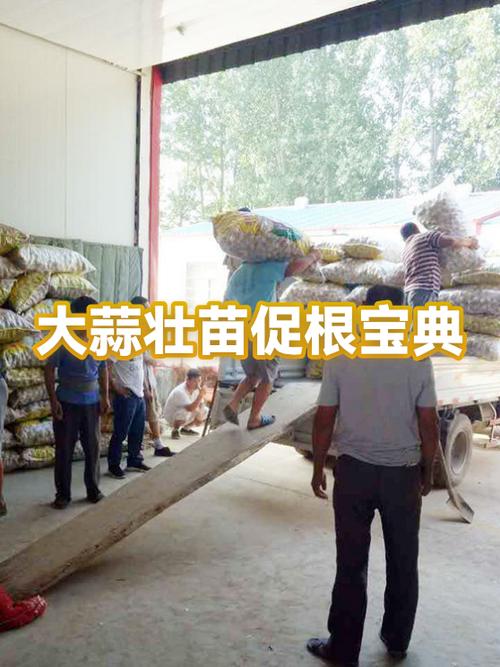 大蒜期货交易截图3