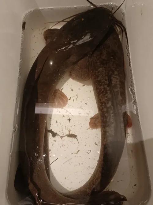 野生鲶鱼一般3斤以上的多少元