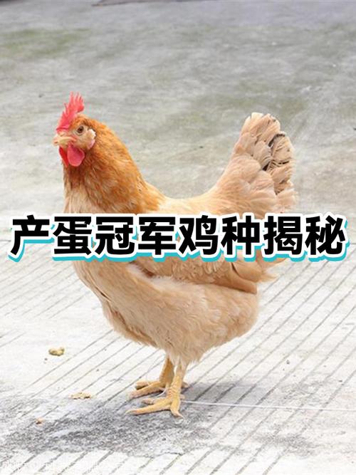 产蛋王鸡是啥品种