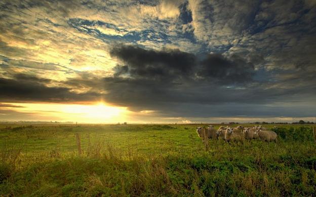 clouds sheep截图1