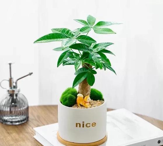 发财树怎么修剪枝叶才好看