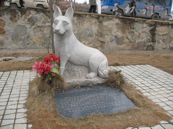 中华田园犬赛虎