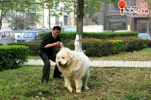 遛狗还是遛狗 遛狗还是遛狗