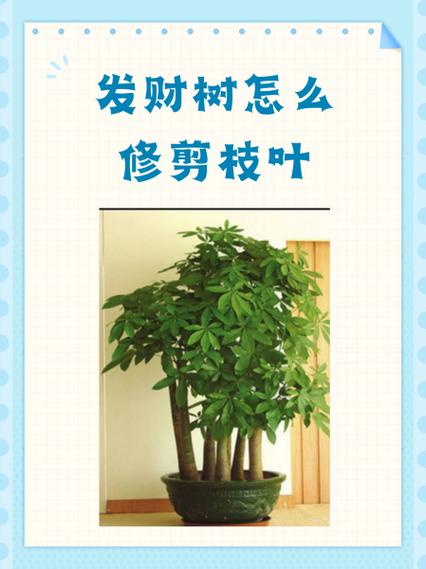 发财树如何修剪枝叶视频